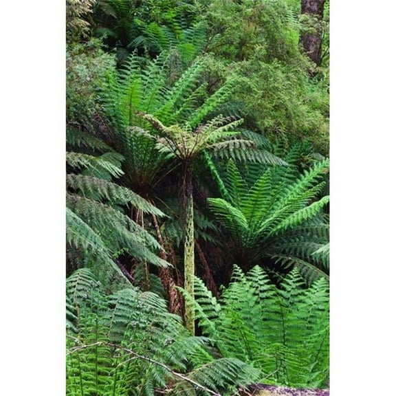 Tree Fern in Melba Gully Great Otway Np Victoria Australia Poster Print by Martin Zwick - 19 x 29 in.