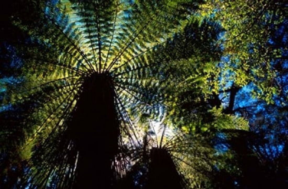 Tree Ferns Catlins South Island New Zealand Canvas Art - David Wall DanitaDelimont (18 x 12)