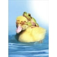thumbnail image 1 of Tree-Free Greetings Duck Duck Frog Funny / Humorous Birthday Card, 1 of 4