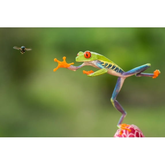 Tree Frog Leaping for Fly (24x36 Giclee Gallery Art Print, Vivid Textured Wall Decor)
