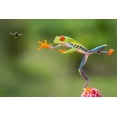 thumbnail image 1 of Tree Frog Leaping for Fly (9x12 Wall Art Print, Home Decor), 1 of 3