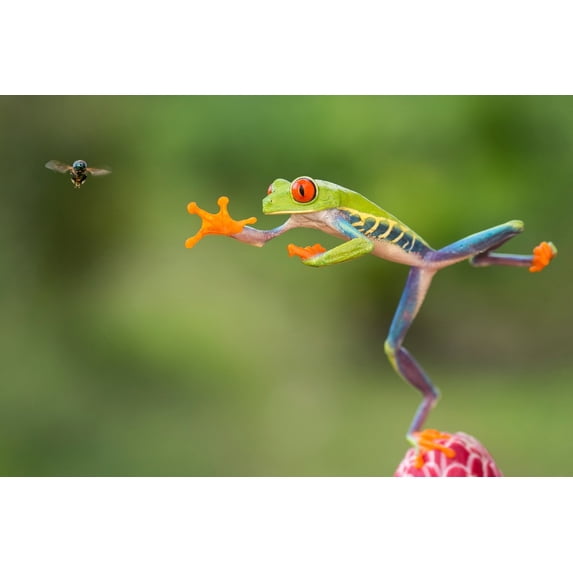 Tree Frog Leaping for Fly (9x12 Wall Art Print, Home Decor)