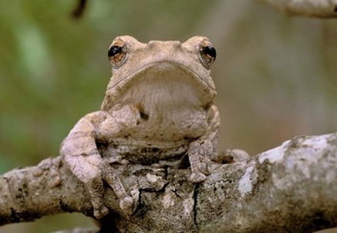 Tree Frog Phinda Reserve South Africa Canvas Art - Gavriel Jecan DanitaDelimont (17 x 12)
