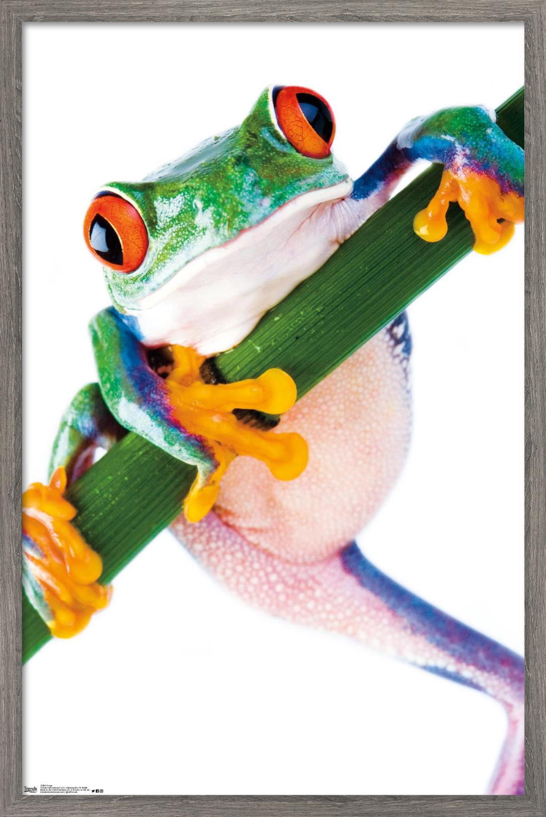 Tree Frog Wall Poster, 14.725" x 22.375", Framed