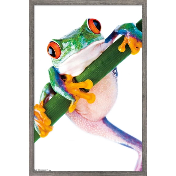 Tree Frog Wall Poster, 14.725" x 22.375", Framed