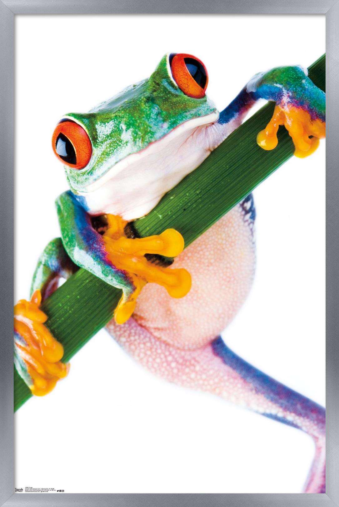 Tree Frog Wall Poster, 14.725" x 22.375", Framed