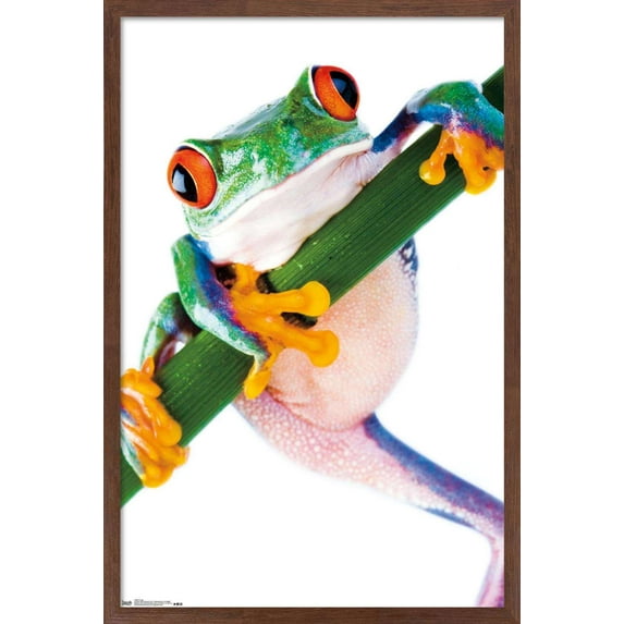 Tree Frog Wall Poster, 14.725" x 22.375", Framed