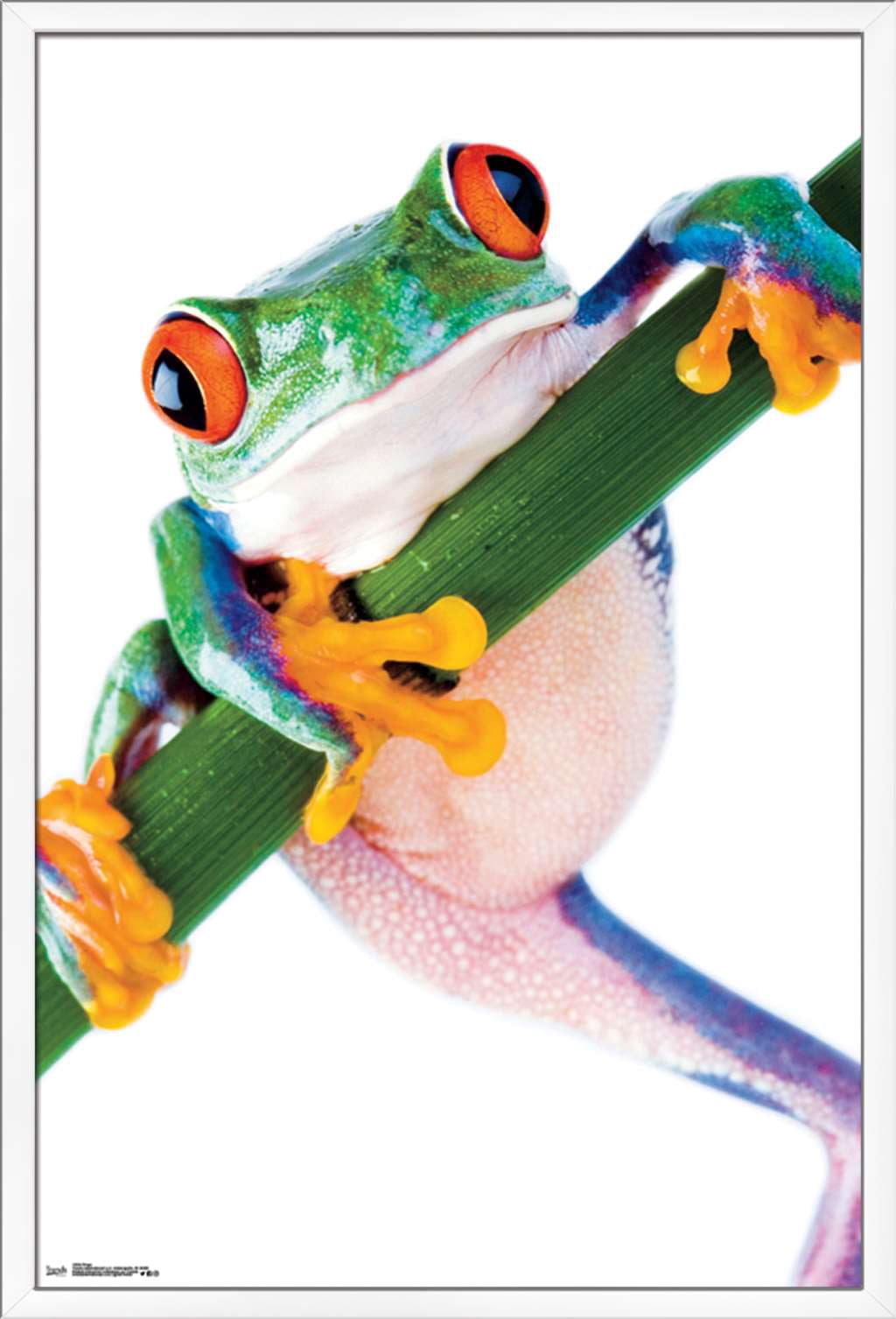 Tree Frog Wall Poster, 22.375" x 34", Framed