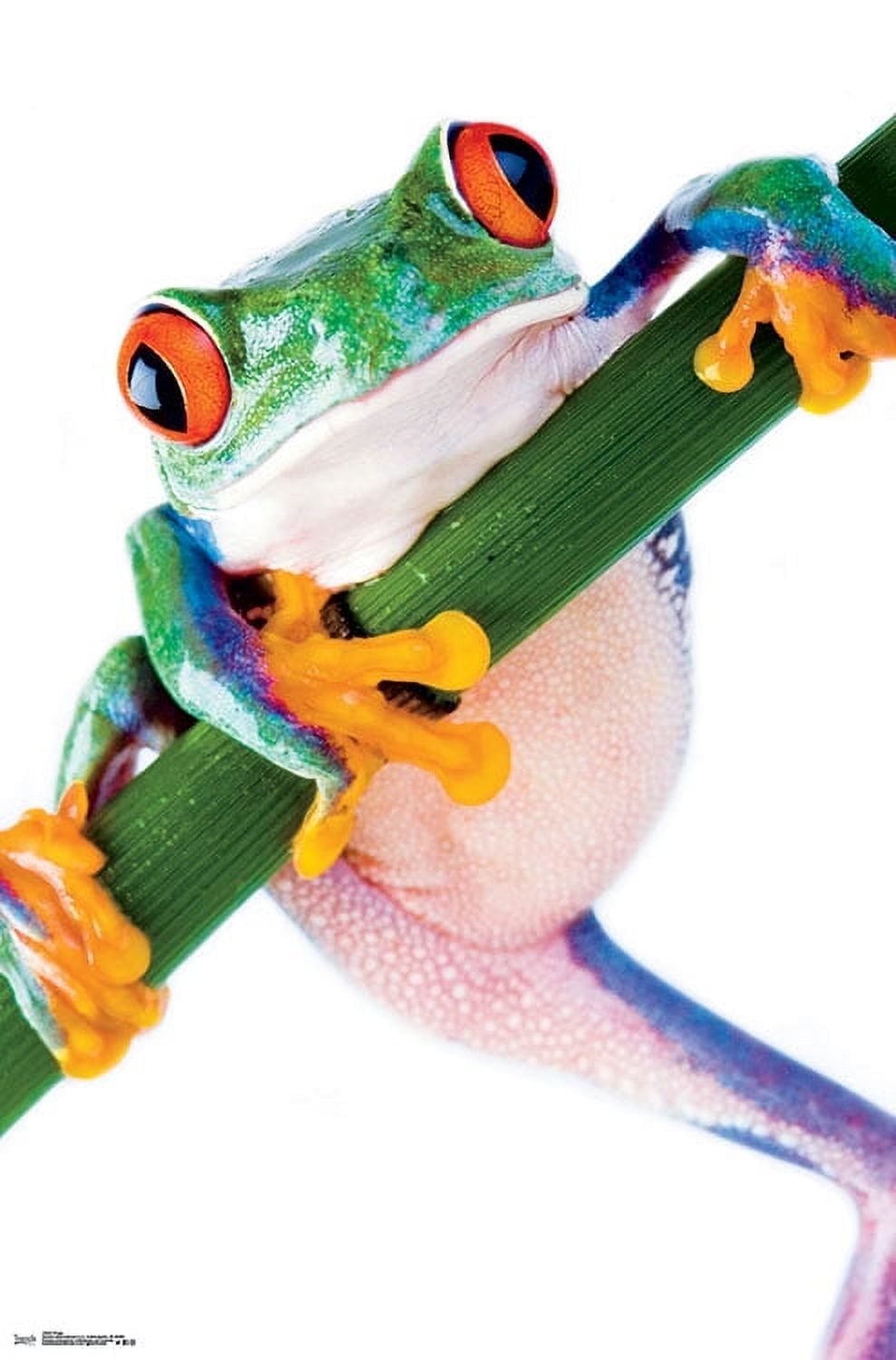 Tree Frog Wall Poster, 22.375" x 34"