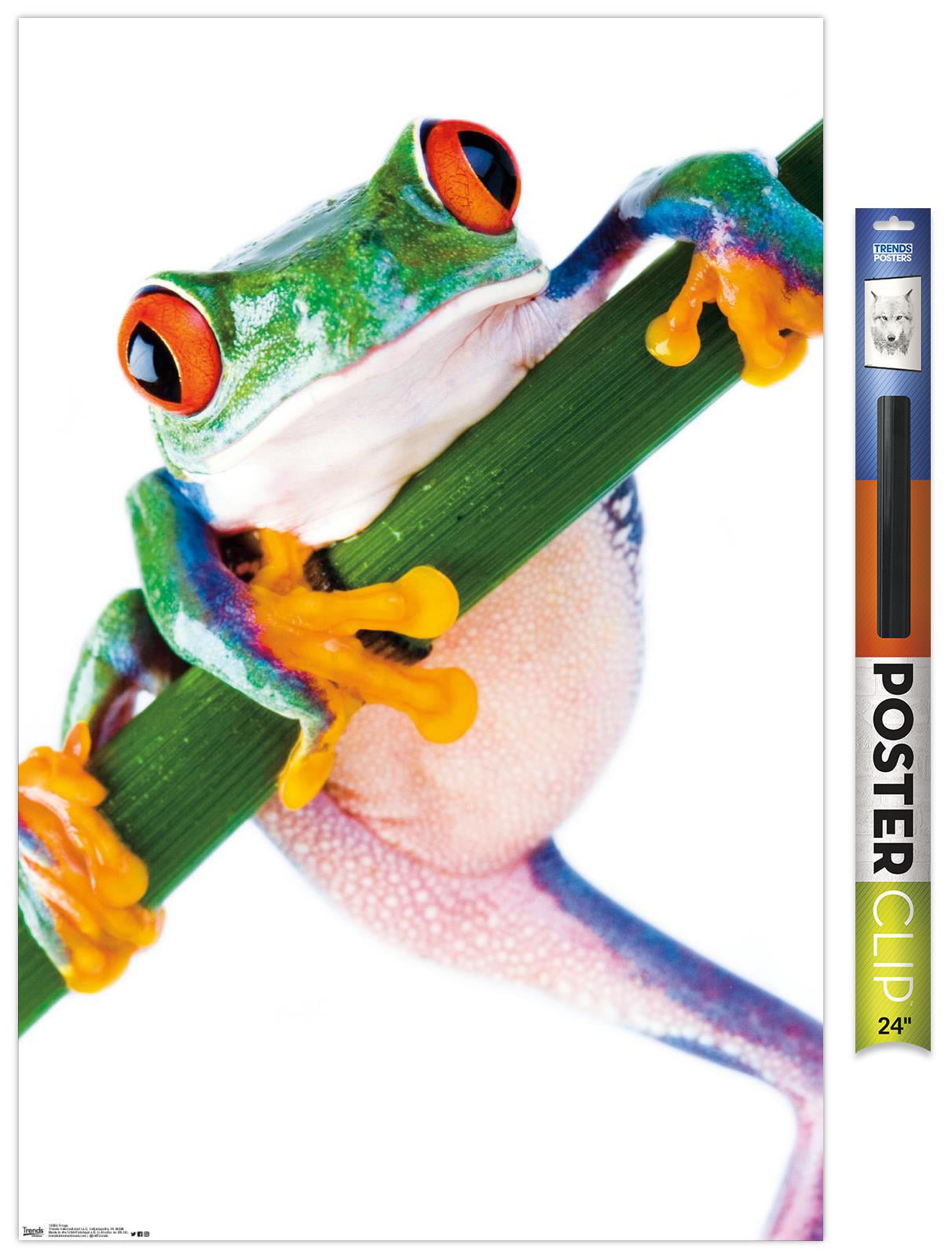 Tree Frog Wall Poster, 22.375" x 34"