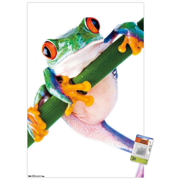 Tree Frog Wall Poster with Push Pins, 22.375" x 34"