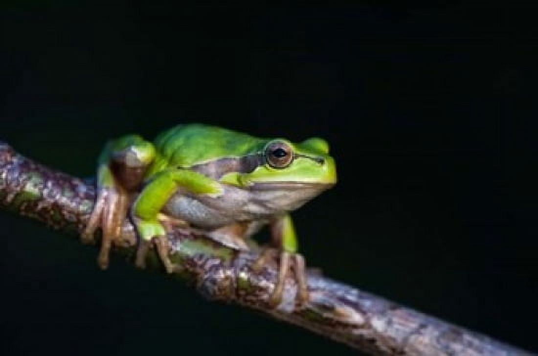 Tree Frog in Lake Neusiedl Canvas Art - Rolf Nussbaumer DanitaDelimont (26 x 18)