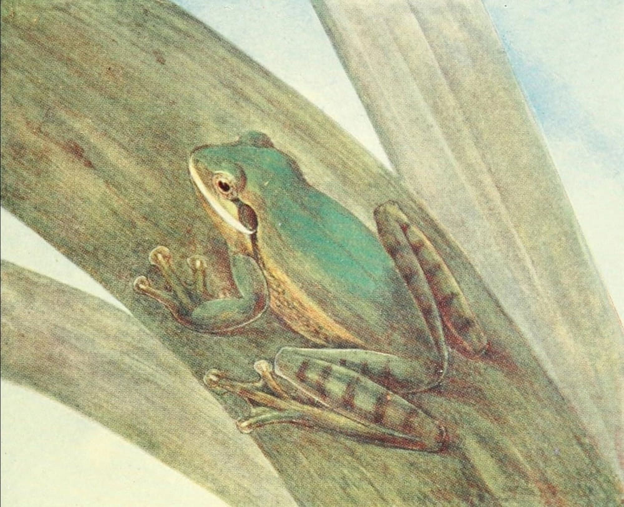 Tree Frog of Nicaragua Canvas Art - James Green (18 x 24)