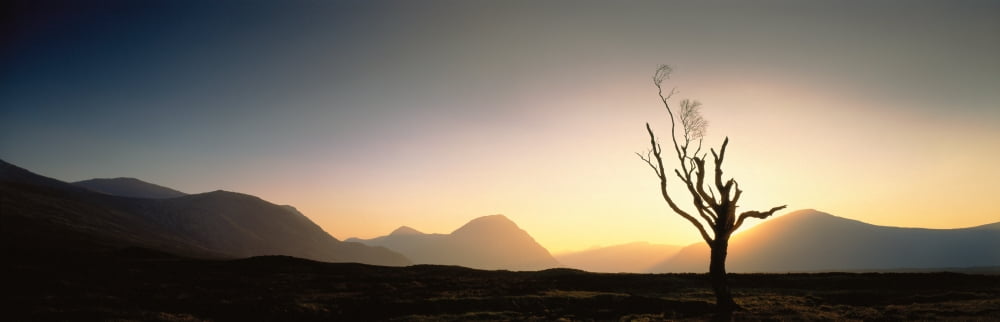 Tree Glencoe Highlands Scotland Canvas Art - Panoramic Images (27 x 9)