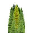thumbnail image 1 of Tree Group Forest 80 inch Cardboard Cutout Standee Standup, 1 of 1