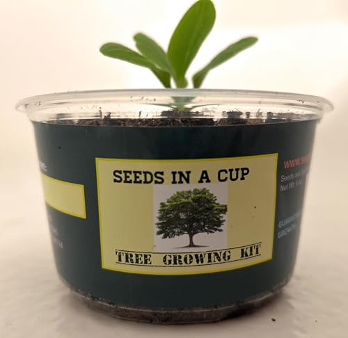 Tree Grow Kit - Red - Grow Your Own Apples - Premium Soil - Seeds ...