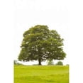 thumbnail image 1 of Tree I Poster Print by Karyn Millet (12 x 18), 1 of 2