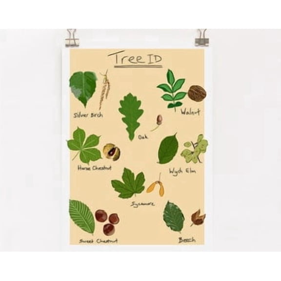 Tree Id Poster , Poster Print Only