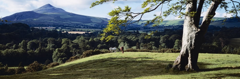 Tree In A Field Great Sugar Loaf County Wicklow Republic Of Ireland Canvas Art - The Irish Image Collection Design Pics (34 x 11)