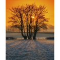 thumbnail image 1 of Tree In A Field, Ireland by The Irish Image Collection / Design Pics (24 x 30), 1 of 3