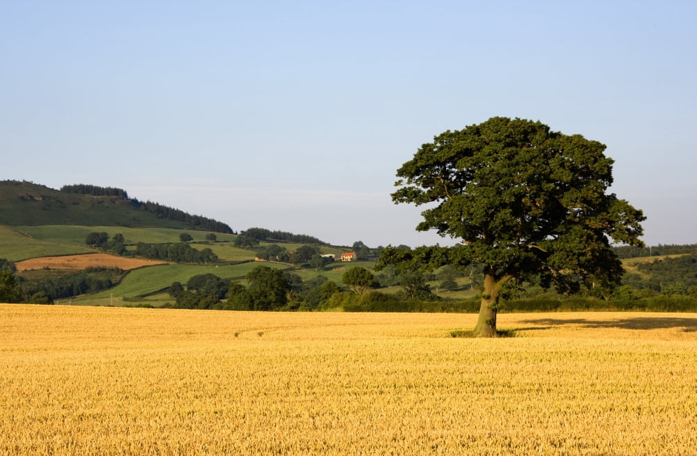 Tree In A Golden Field Of Grain North Yorkshire England Canvas Art - John Short Design Pics (38 x 24)