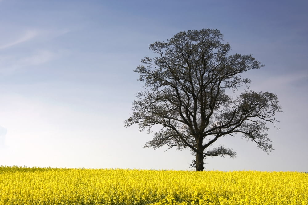 Tree In A Rapeseed Field Yorkshire England Canvas Art - John Short Design Pics (17 x 11)