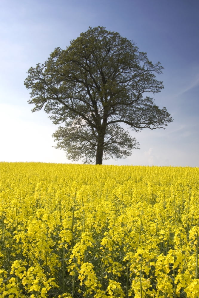 Tree In A Rapeseed Field Yorkshire England Canvas Art - John Short Design Pics (22 x 34)