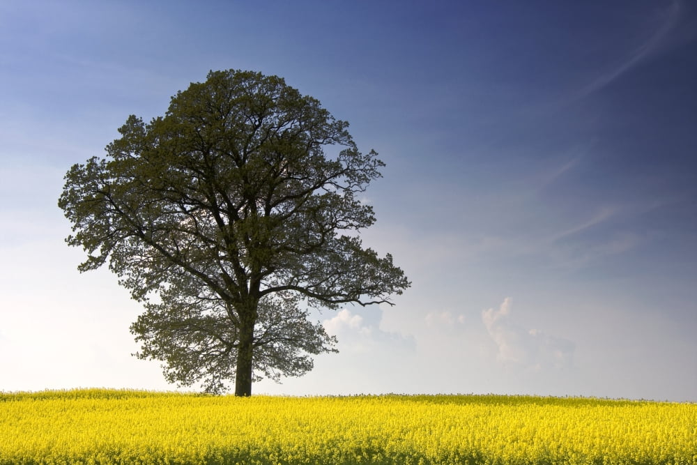 Tree In A Rapeseed Field Yorkshire England Canvas Art - John Short  Design Pics (34 x 22)