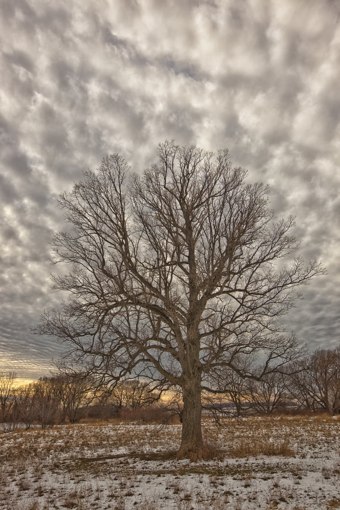 Tree In A Rural Field After A Snowstorm Ontario Canada Canvas Art - Robert Postma Design Pics (12 x 18)