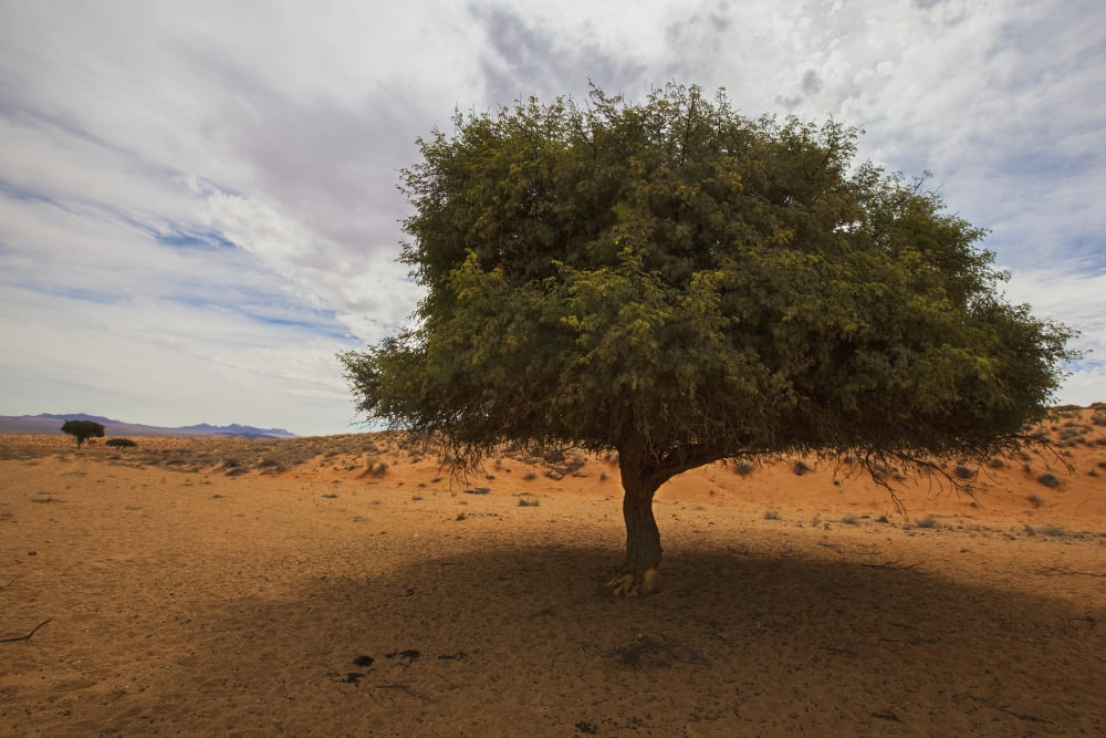Tree In Desert Namibia Canvas Art - Lars Froelich  Design Pics (19 x 12)