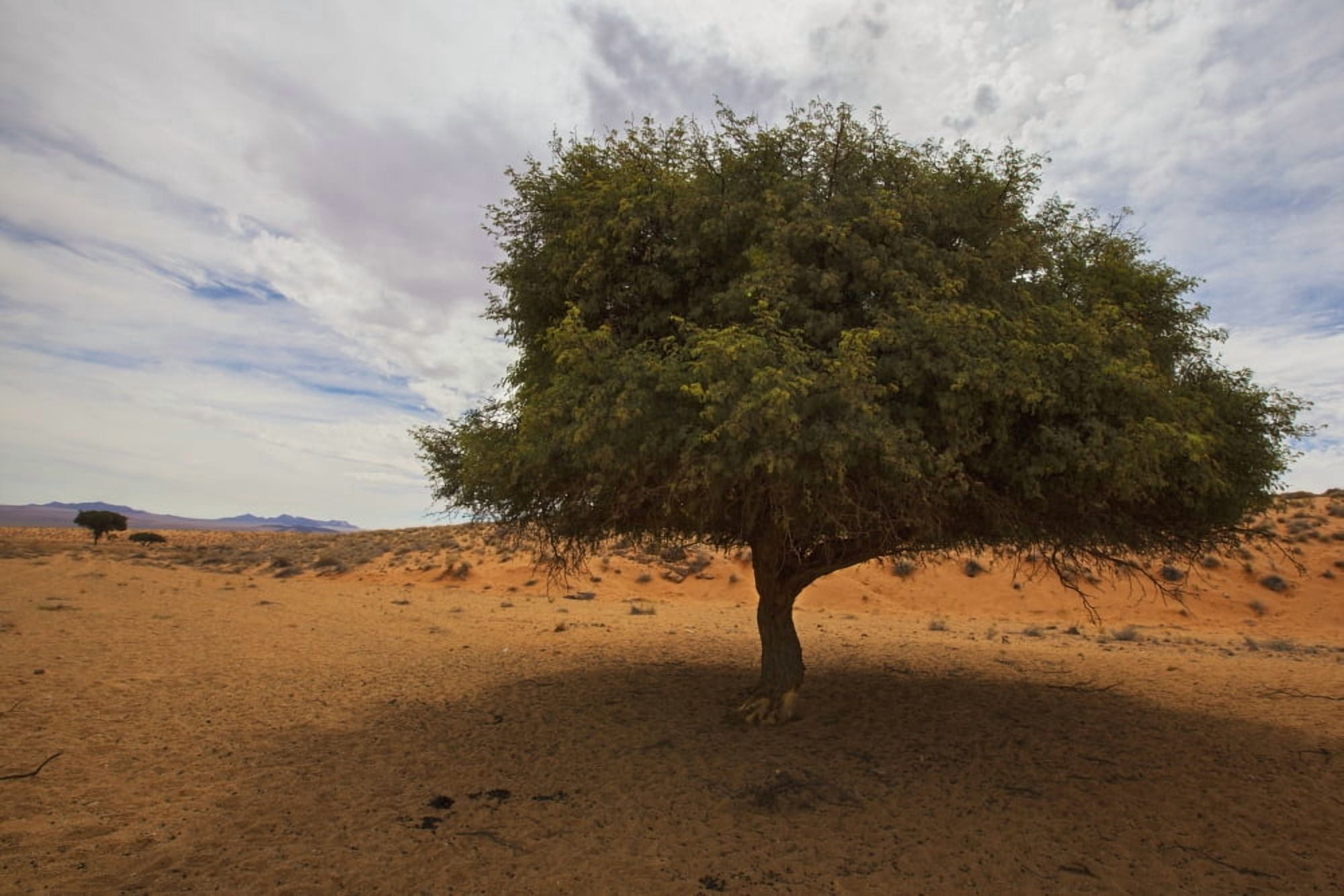Tree In Desert Namibia Canvas Art - Lars Froelich Design Pics (38 x 24)