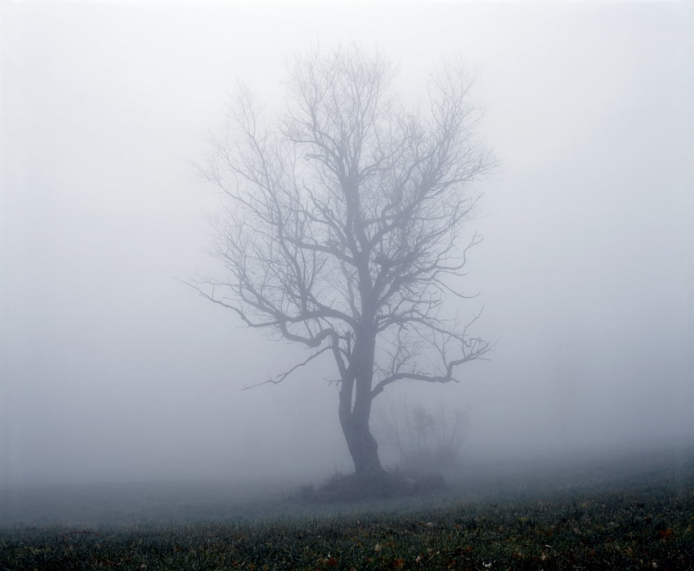 Tree In Fog Canvas Art - David Chapman Design Pics (32 x 26)