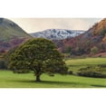 thumbnail image 1 of Tree In The Colourful Landscape Of The English Lake District As Winter Approaches; Cumbria England by Philip Payne / Design Pics, 1 of 3