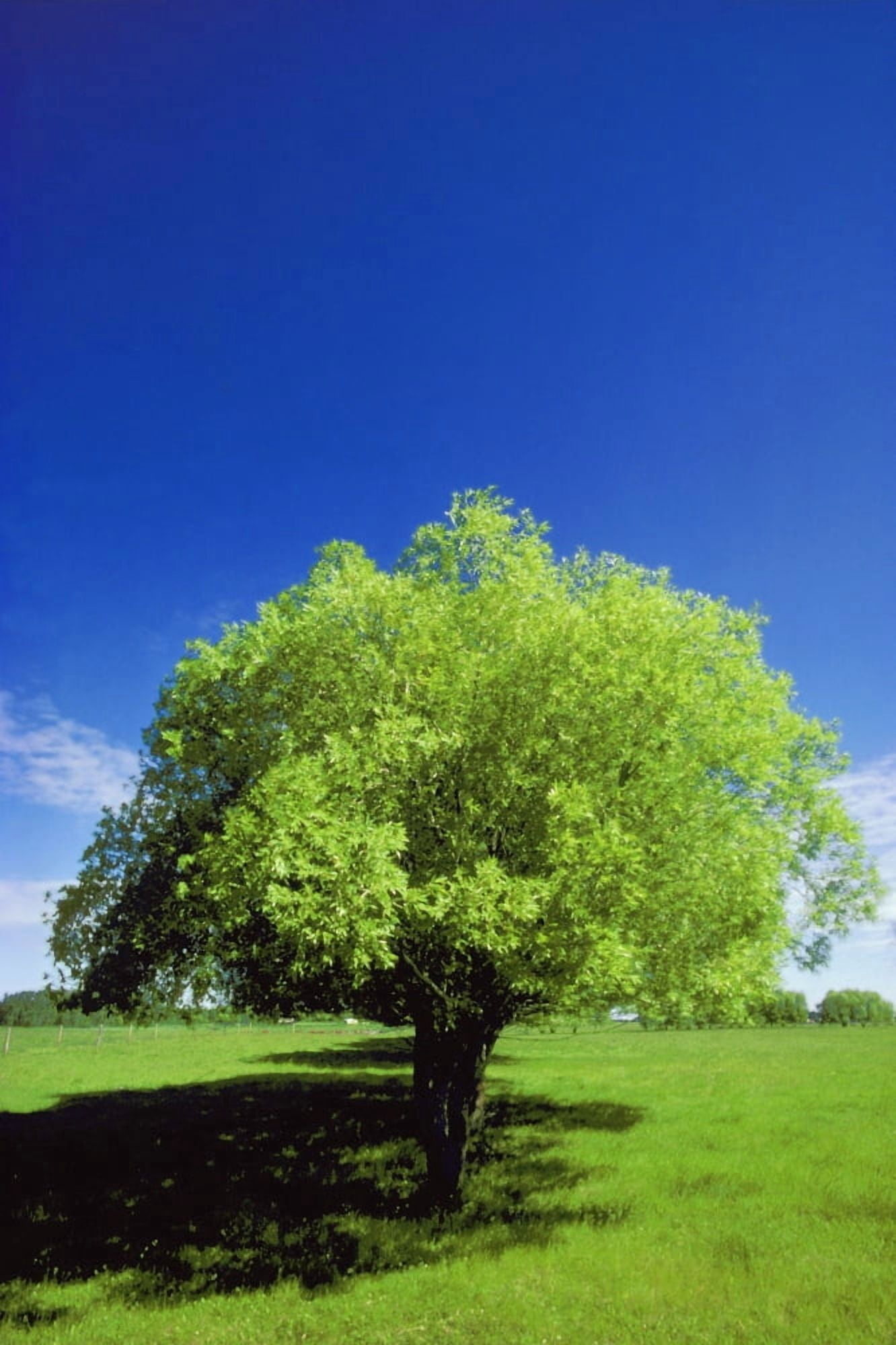 Tree In The Middle Of A Field Canvas Art - Don Hammond Design Pics (11 x 17)