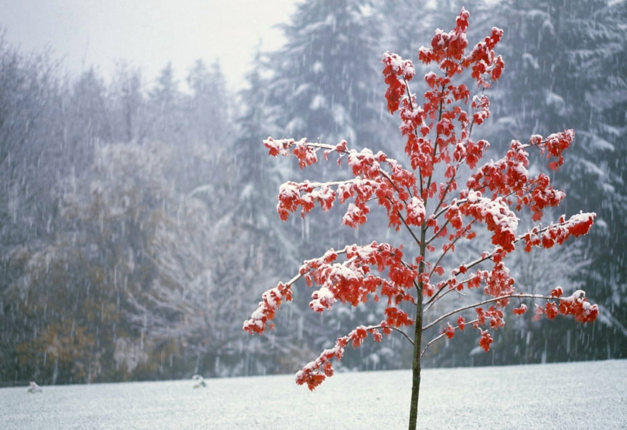 Tree In The Winter Canvas Art - Natural Selection Craig Tuttle Design Pics (36 x 24)