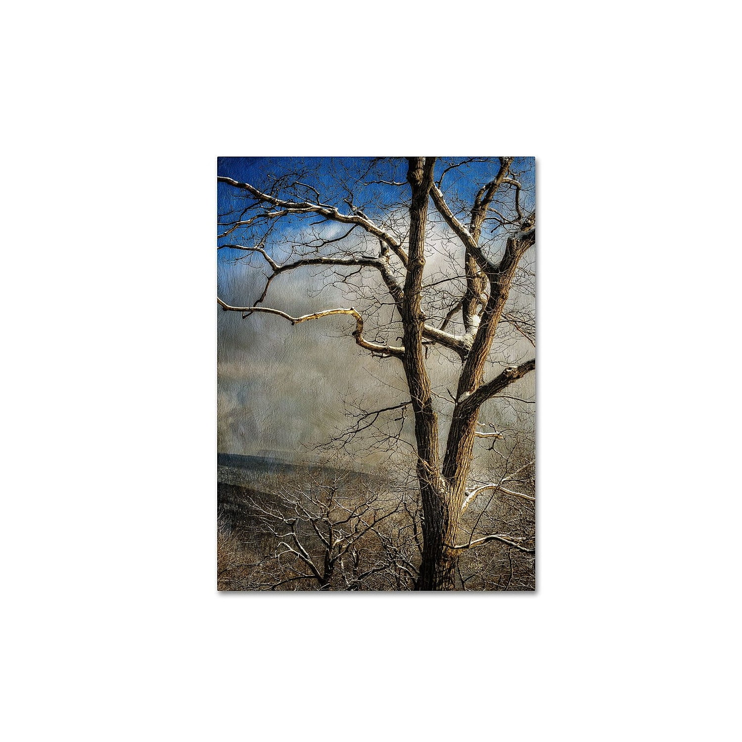 "Tree In Winter" Canvas Art by Lois Bryan