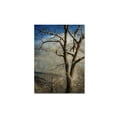 thumbnail image 1 of "Tree In Winter" Canvas Art by Lois Bryan, 1 of 2