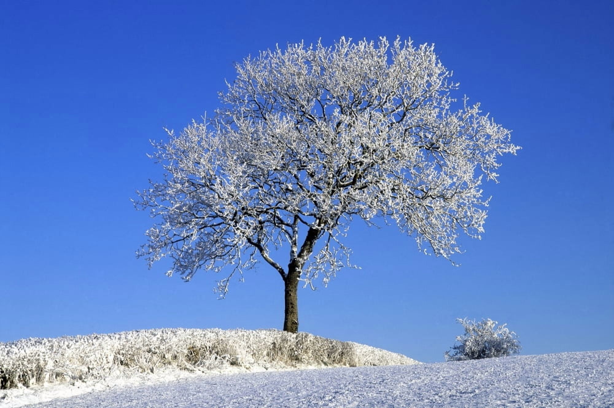 Tree In Winter Co Down Ireland Canvas Art - The Irish Image Collection Design Pics (34 x 22)