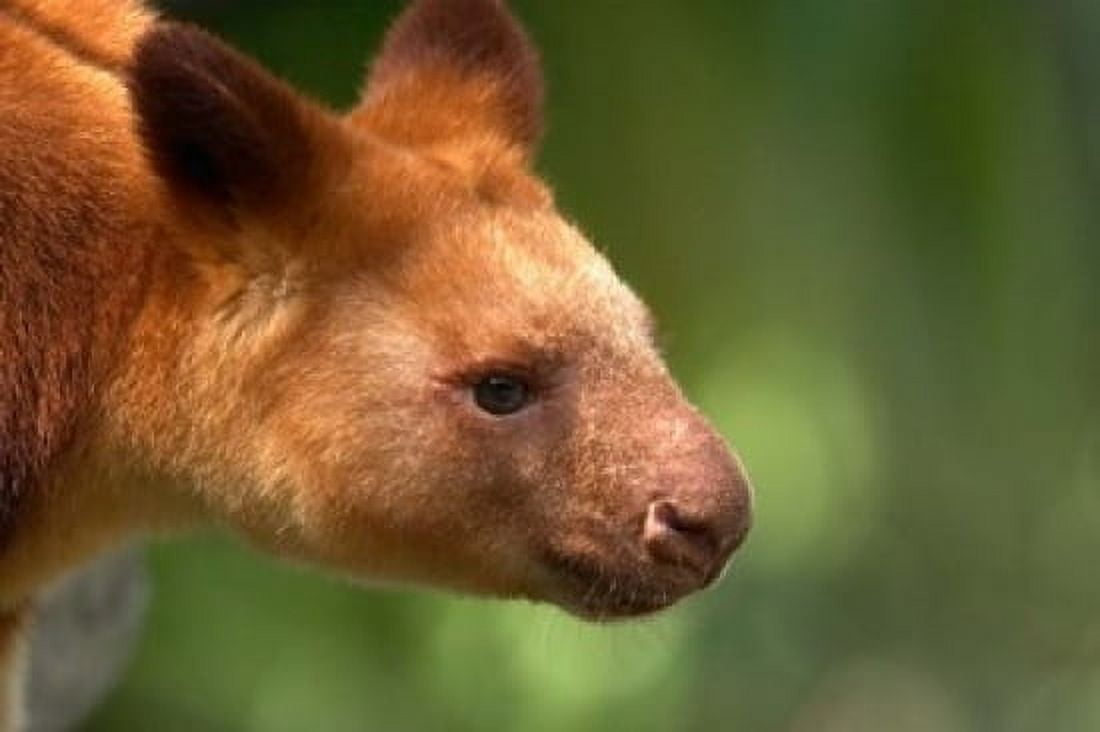 Tree Kangaroo Australia Canvas Art - David Wall DanitaDelimont (36 x 24)