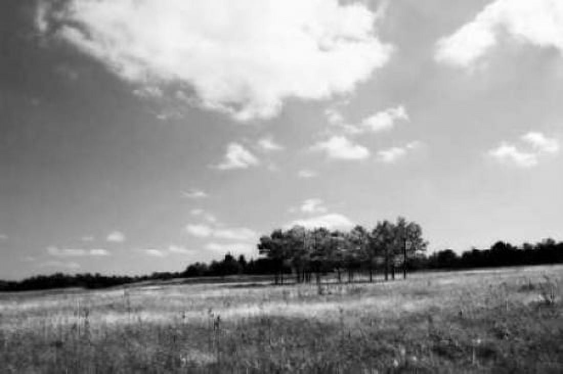 Tree Line I Canvas Art - Alan Hausenflock (20 x 28)
