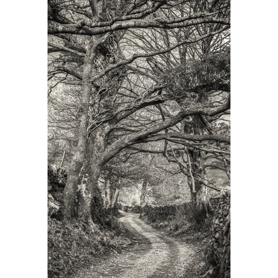 Tree Lined Country Lane In The English Lake District In Black And White; Cumbria England by Philip Payne / Design Pics