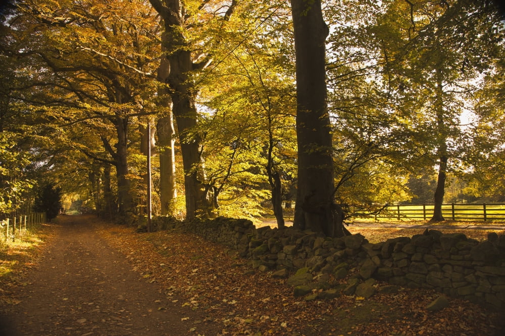 Tree Lined Road Covered With Fallen Leaves In Autumn Scottish Borders Scotland Canvas Art - John Short Design Pics (38 x 24)
