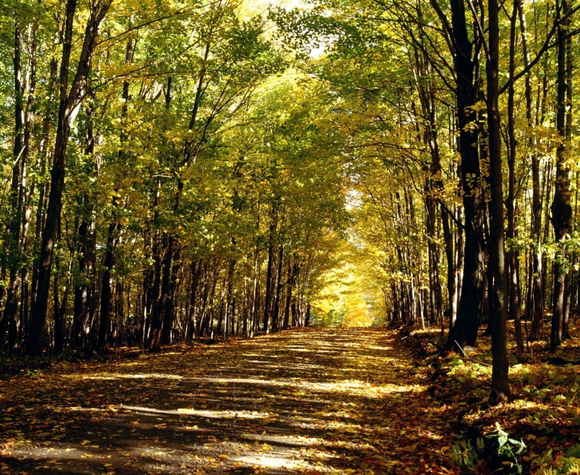Tree Lined Road In Autumn Canvas Art - David Chapman Design Pics (32 x 26)