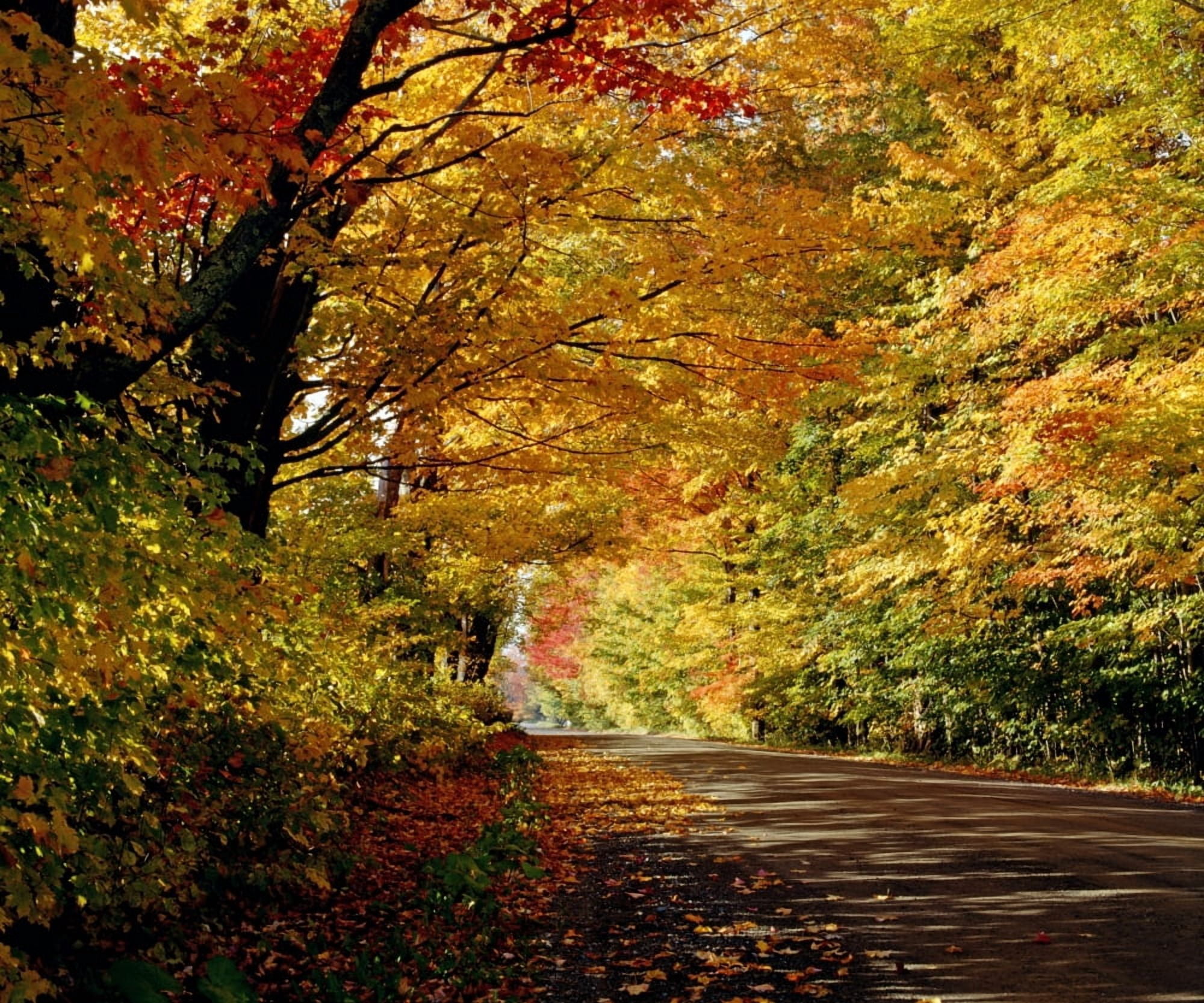 Tree Lined Road In The Fall Canvas Art - David Chapman Design Pics (32 x 26)