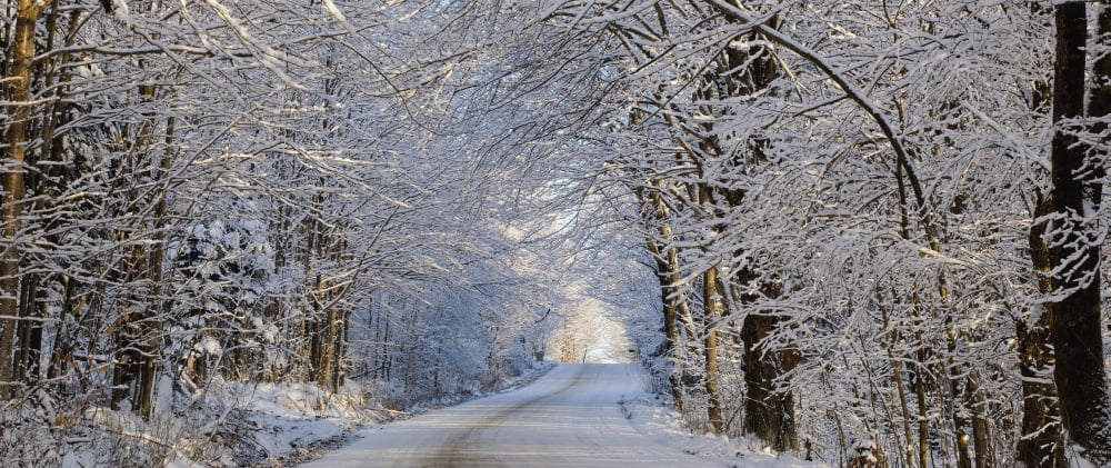 Tree Lined Road In Winter East Hill Quebec Canada Canvas Art - David Chapman Design Pics (44 x 19)
