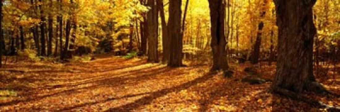 Tree Lined Road Massachusetts USA Canvas Art - Panoramic Images (18 x 6)