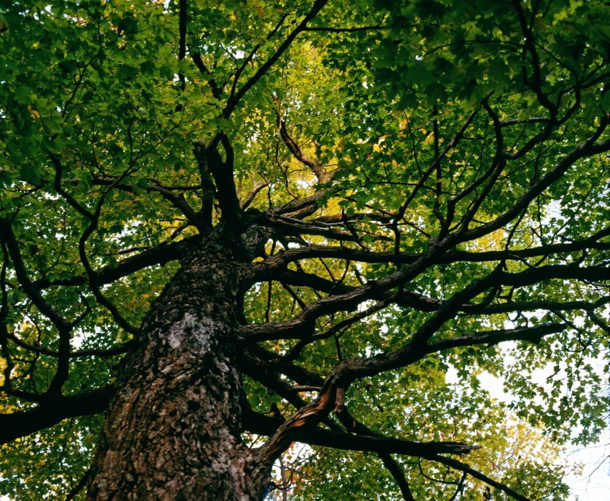 Tree Low Angle View Canvas Art - David Chapman Design Pics (16 x 13)
