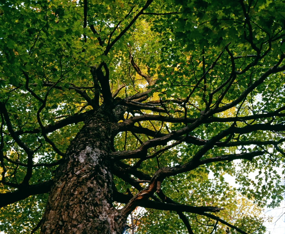 Tree Low Angle View Canvas Art - David Chapman Design Pics (32 x 26)