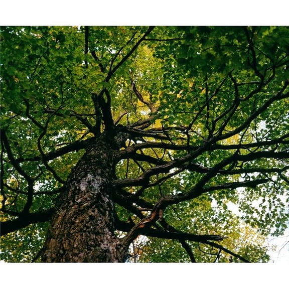 Tree Low Angle View Poster Print by David Chapman - 32 x 26 - Large