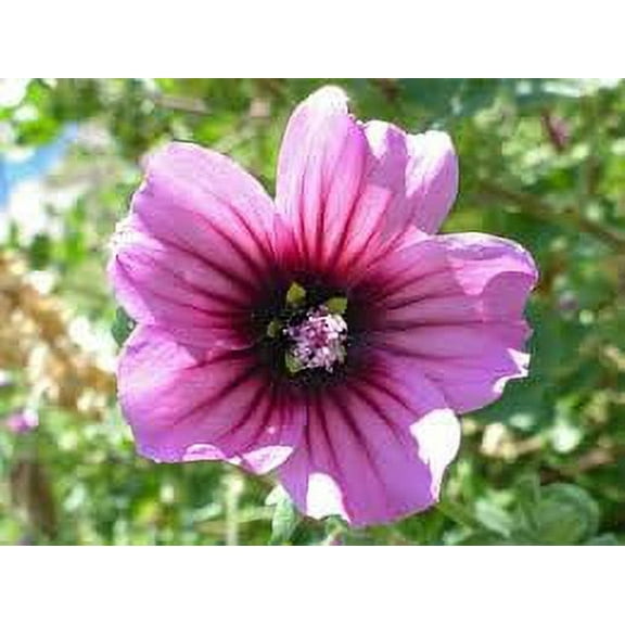 Tree Mallow, 500+ Seeds, Beautiful Bright Rose Flowers, Flower, Garden